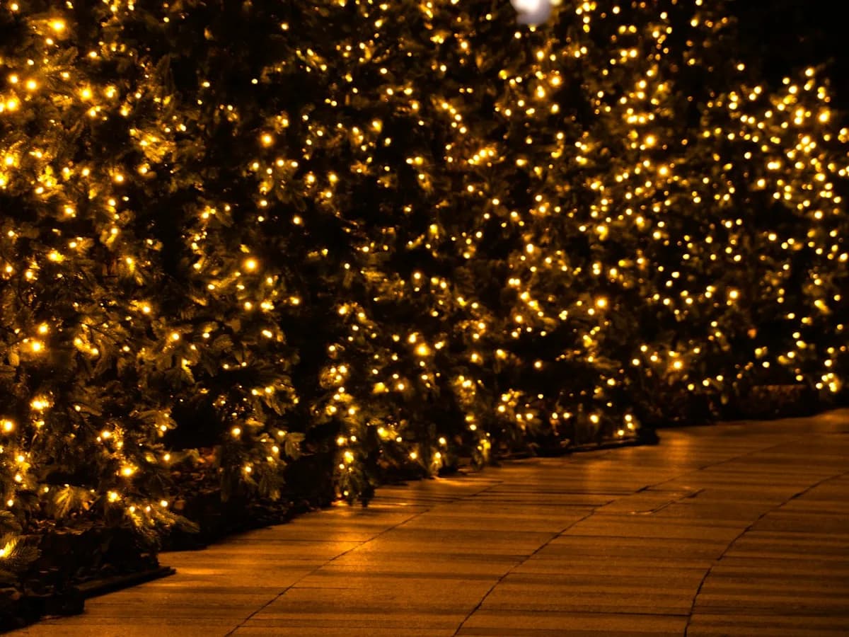 Warm white mini lights woven through evergreen shrubs along the edge of a paved walkway at night.